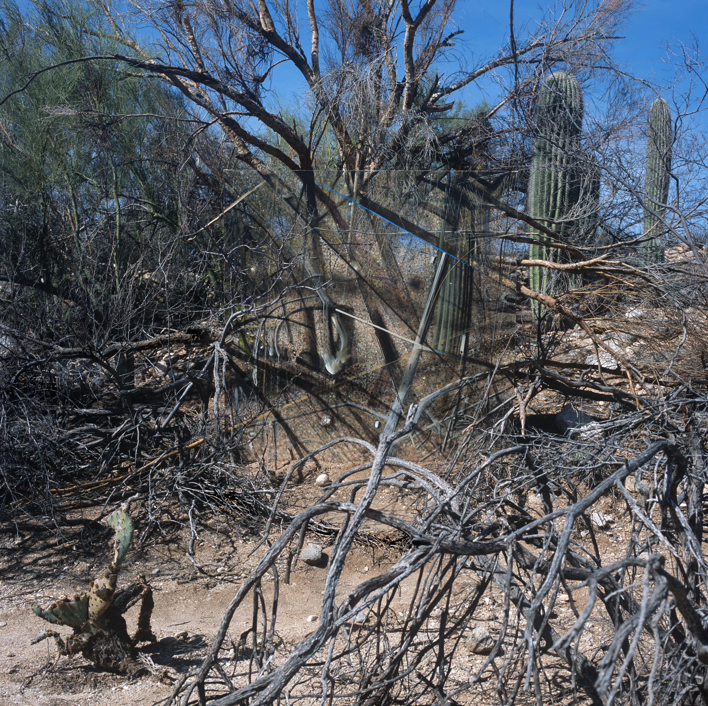 SaguaroFoto